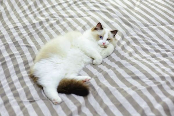 猫在床上拉屎怎么办-第1张图片-宠查查
