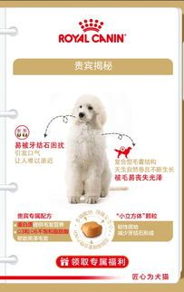 宠物训练，掌握关键，轻松上手！