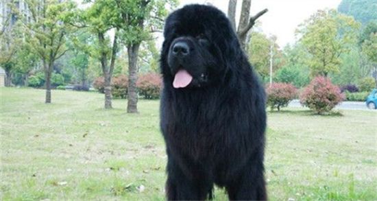 纽芬兰犬详细辨别怎么看？