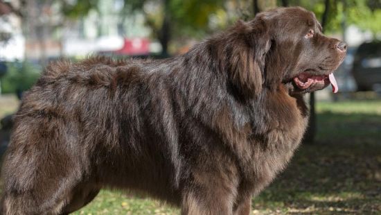 纽芬兰犬吃什么 需要提供一定的肉类食物
