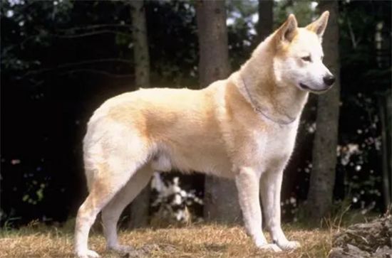 卡南犬饲养技巧