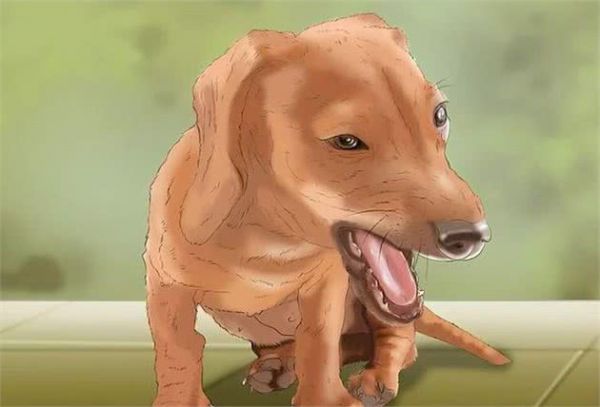 狗狗免疫力低下，吃什么东西好？