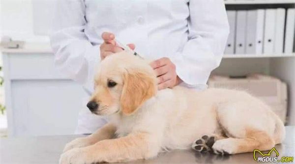 狗狗免疫力低怎么办？5大方法提高狗狗免疫力