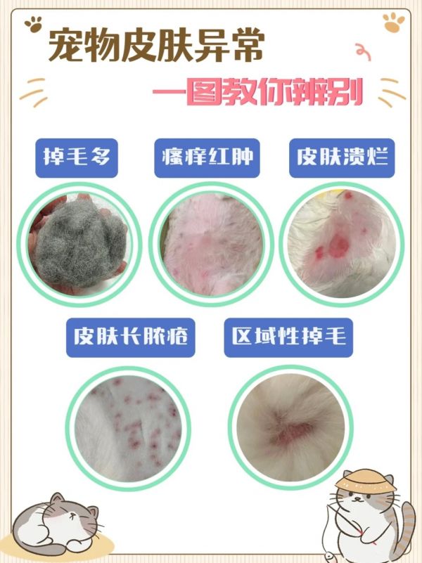 春季宠物皮肤病高发，新手铲屎官建议收藏！