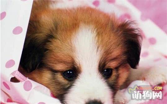 宠物狗狗御寒指南 这个冬天不感冒~