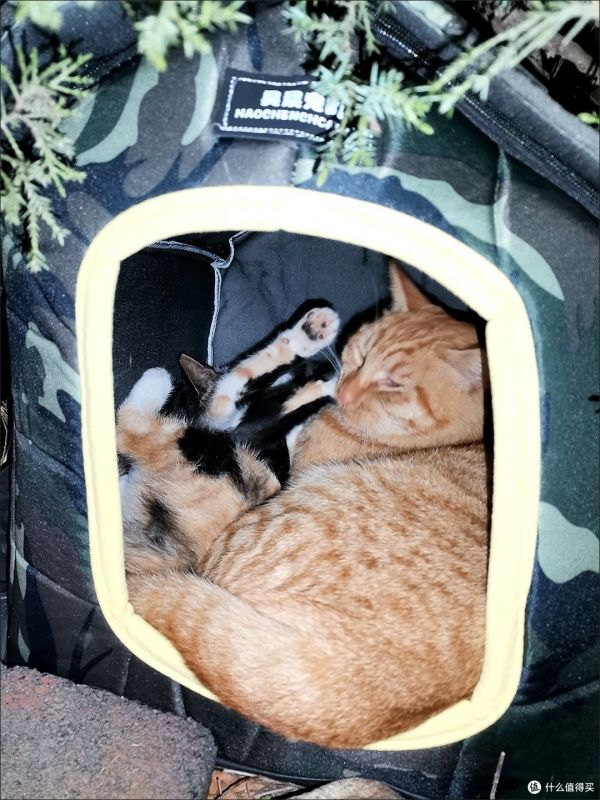 铲屎官必备！防寒户外猫窝，让你的猫咪不再受冻!