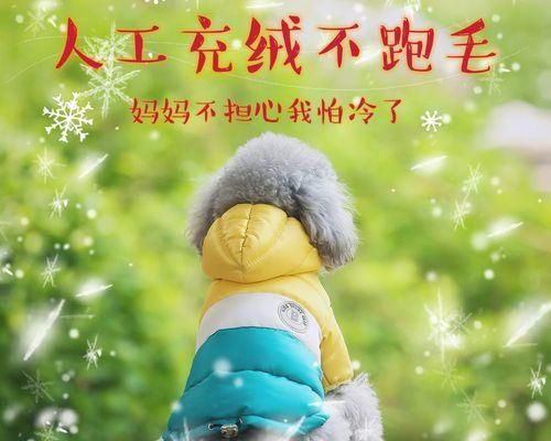 小泰迪在冬天怕冷吗？多少度需要特别保暖？