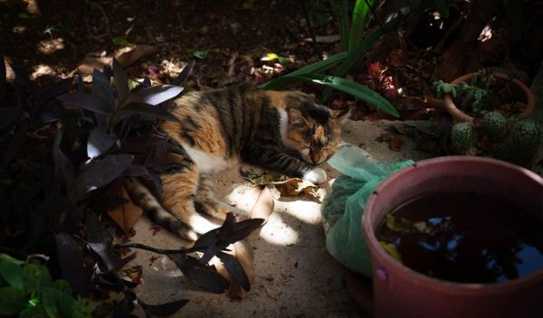 Cat Laying in the Shadows