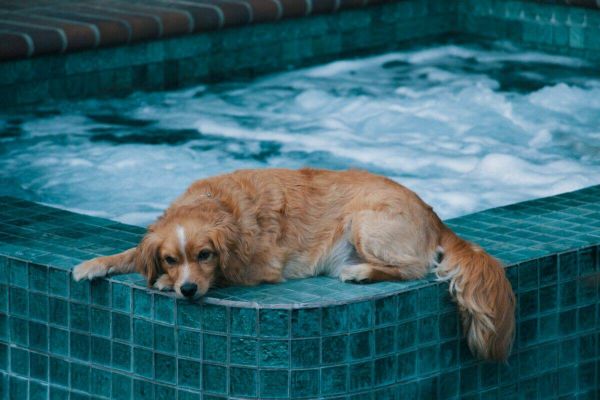 Dog by the Pool