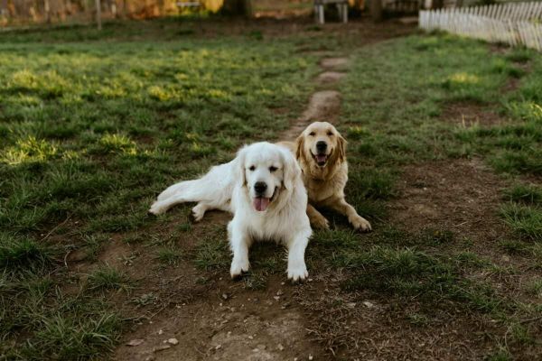 2 Dogs in the Garden