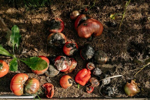 Compost