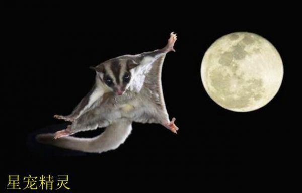 粘人可爱的蜜袋鼯，小蜜飞鼠
