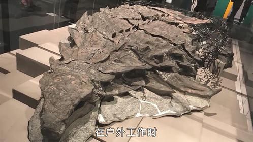 他们在加拿大的奇怪发现