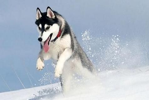 哪些宠物犬长得慢讨人喜欢(长不大的宠物狗价格)