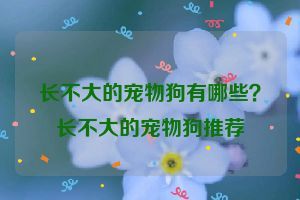 长不大的宠物狗有哪些？长不大的宠物狗推荐