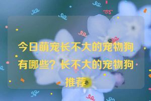 今日萌宠长不大的宠物狗有哪些？长不大的宠物狗推荐
