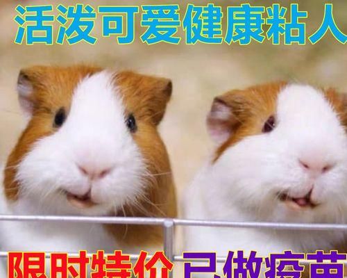 如何让宠物狗长不大（小狗可否通过药物控制生长）