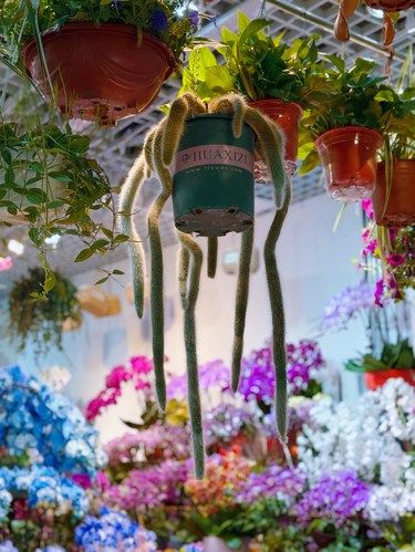海淀宝藏花鸟鱼虫市场❗一站式逛遍花宠世界❗