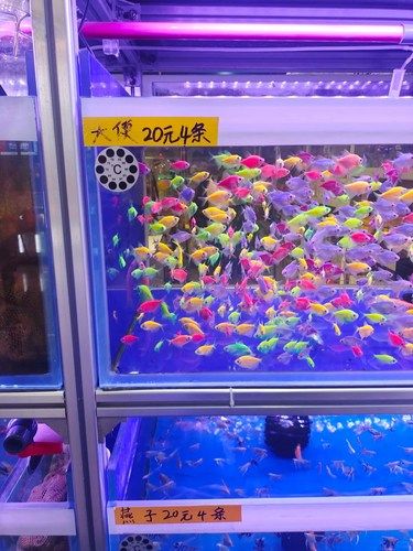 在店里说了声这个鱼怎么叫大便