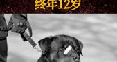 缅怀!那个曾因一张创可贴“硬照”走红的警犬巴法罗,去了汪星