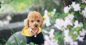 春天是狗狗发病的高峰期,这些防护措施要做好
