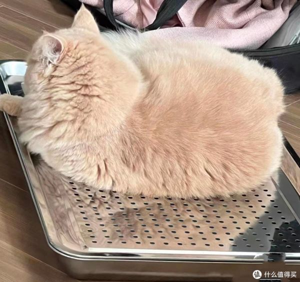 夏日养宠降温神器