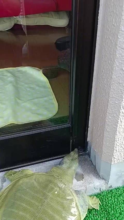 日本一位网友家里养的宠物鳖……