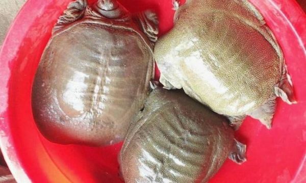 中华鳖的饲养全攻略（让你成为中华鳖养殖的专家！）
