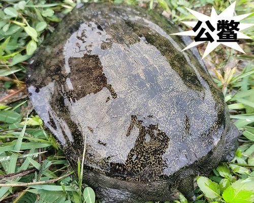 中华鳖的饲养全攻略（让你成为中华鳖养殖的专家！）