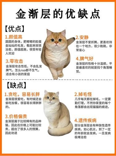 金渐层的那些迷人特征
