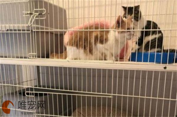 寄养猫咪一个月多少钱 怎么收费
