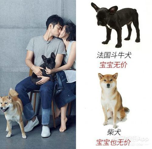 张歆艺袁弘家里有几只宠物?张歆艺为什么那么喜欢猫?