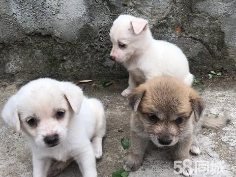 绵阳宠物赠送/领养·免费领养小狗狗，寻找有爱心的人