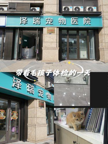 宠物医院探店 宠物健康守护者