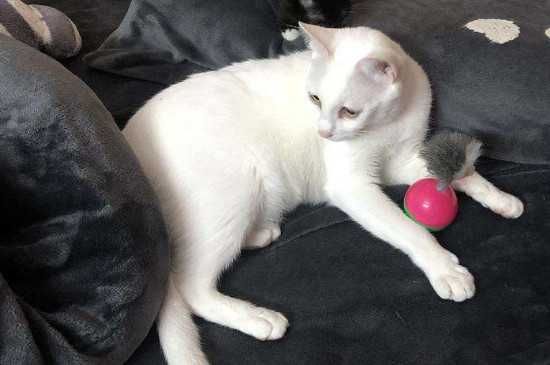 猫咪乱尿怎么教育,猫咪乱尿的教育方法