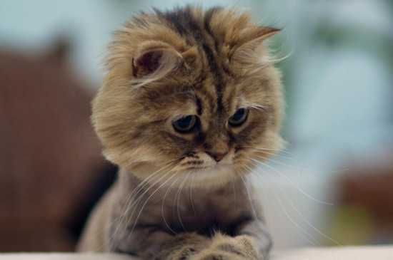 猫抑郁多久会死,猫抑郁一个月左右会死
