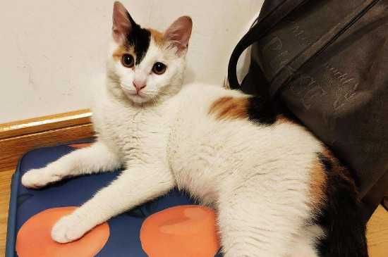 猫咪报复性尿床怎么办,猫咪报复性尿床的处理办法