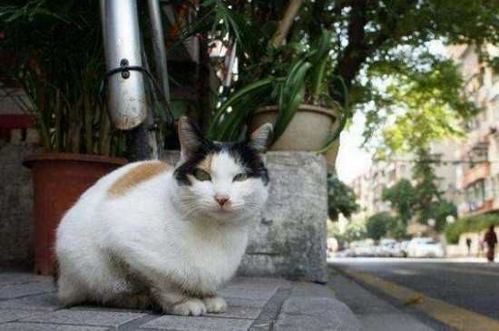 为什么猫咪身体一抽一抽的,猫咪身体一抽一抽的原因