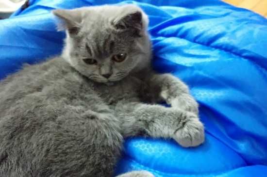 猫抑郁症的治疗方法,猫患上抑郁症的治疗方法