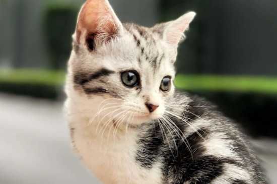猫身上有螨虫什么症状,猫身上有螨虫的症状