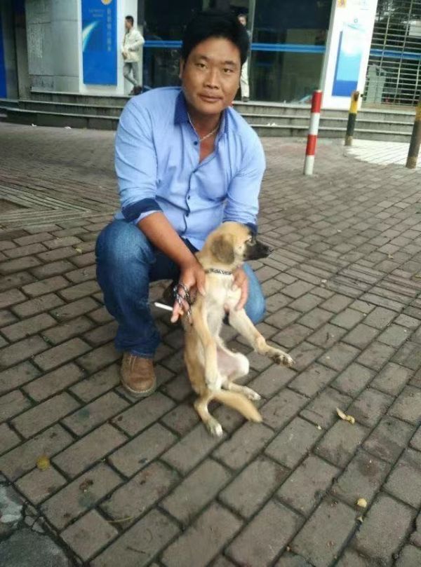 上海卢湾宠物猫免费领养机构