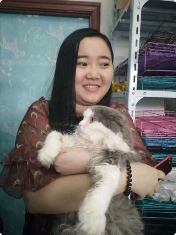 上海卢湾宠物猫免费领养机构