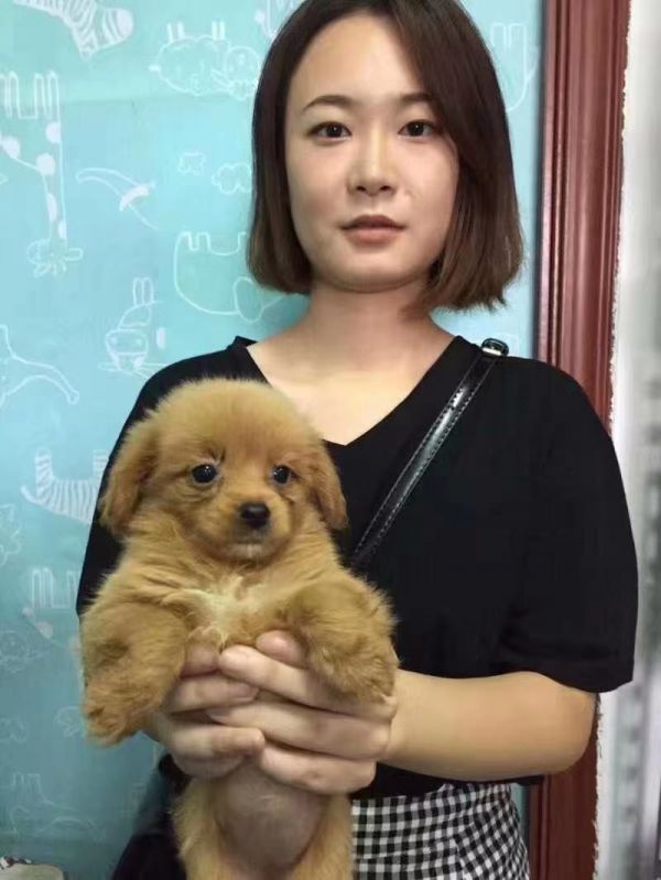 上海卢湾宠物猫免费领养机构