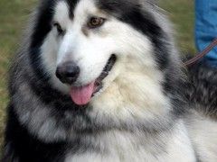 上海 柴犬宠物基地直销健康无忧