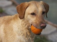 上海 约克夏本地犬舍出售双血统 证书齐全