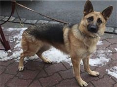 上海 正规犬舍直销西高地同城上门自提