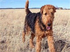 上海 小鹿犬养殖基地售卖CKU认证