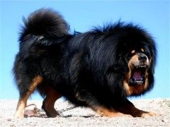 上海 正规犬舍直销法牛包养活