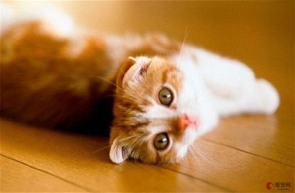 上海哪里能买到猫