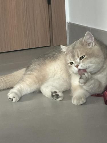 我可是正经小猫